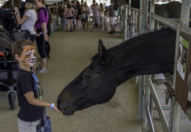 'The Gentle Barn' abriga 170 animais resgatados em situação de perigo.