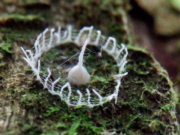 Mistério: cerca branca de dois centímetros de comprimento encontrada na Amazônia.