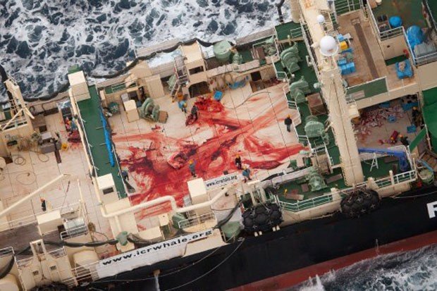 Foto: Tim Watters/Sea Shepherd/AFP