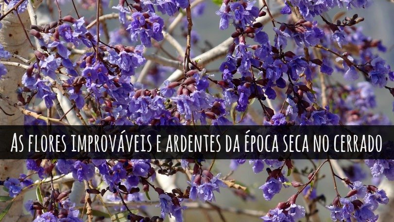 Sucupira_preta blog