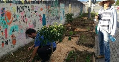 Prefeitura de Curitiba libera cultivo de hortas em calçadas Prefeitura de Curitiba libera cultivo de hortas em calçadas
