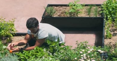 8 pontos essenciais para começar uma horta urbana 8 pontos essenciais para começar uma horta urbana