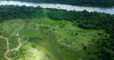 100 milhões de árvores foram derrubadas no Xingu em 6 meses 100 milhões de árvores foram derrubadas no Xingu em 6 meses