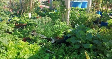 O mineiro que cultiva mais de 150 espécies na laje de casa O mineiro que cultiva mais de 150 espécies na laje de casa
