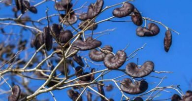 Tamboril: Proteína da planta inibe progressão do câncer de mama triplo-negativo Tamboril: Proteína da planta inibe progressão do câncer de mama triplo-negativo