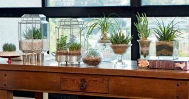 Conheça 13 plantas para cultivar dentro de casa