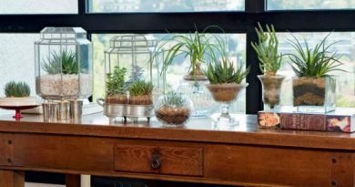 Conheça 13 plantas para cultivar dentro de casa Conheça 13 plantas para cultivar dentro de casa