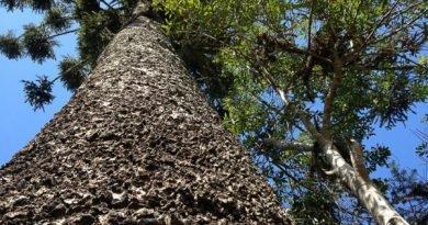 Paraná incentiva quem preserva áreas naturais de forma voluntária Paraná incentiva quem preserva áreas naturais de forma voluntária